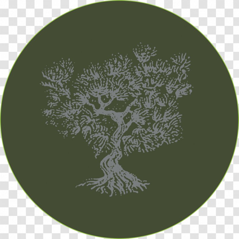 Circle - Organism - Tree Transparent PNG