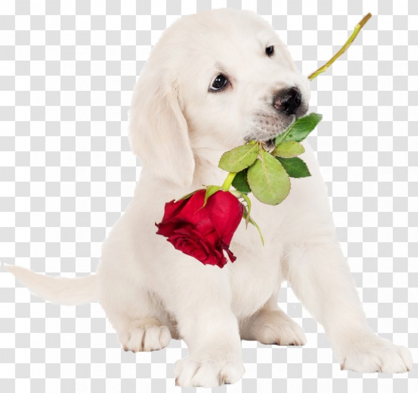 Friendship YouTube Feeling Love Kindness - Companion Dog - Youtube Transparent PNG