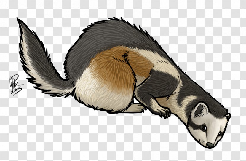 Ferret Fur Snout Wildlife Transparent PNG