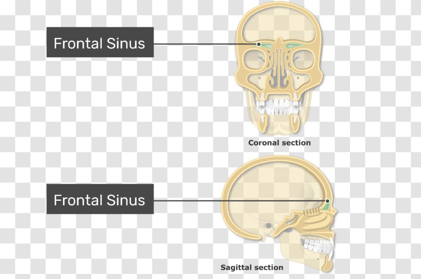 Paranasal Sinuses Frontal Sinus Ethmoid Bone Maxillary - Nose Transparent PNG
