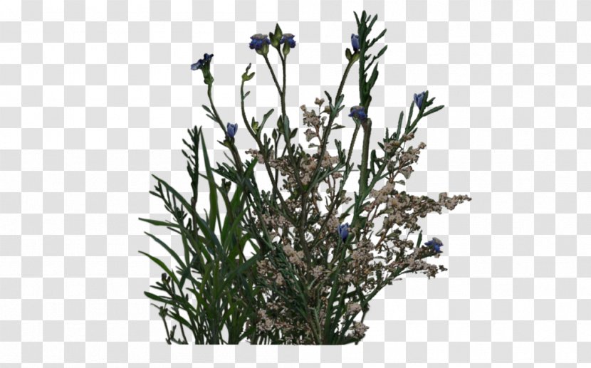 Plant Shrub Lavender Stock Photography - Flora - Flower Vine Transparent PNG