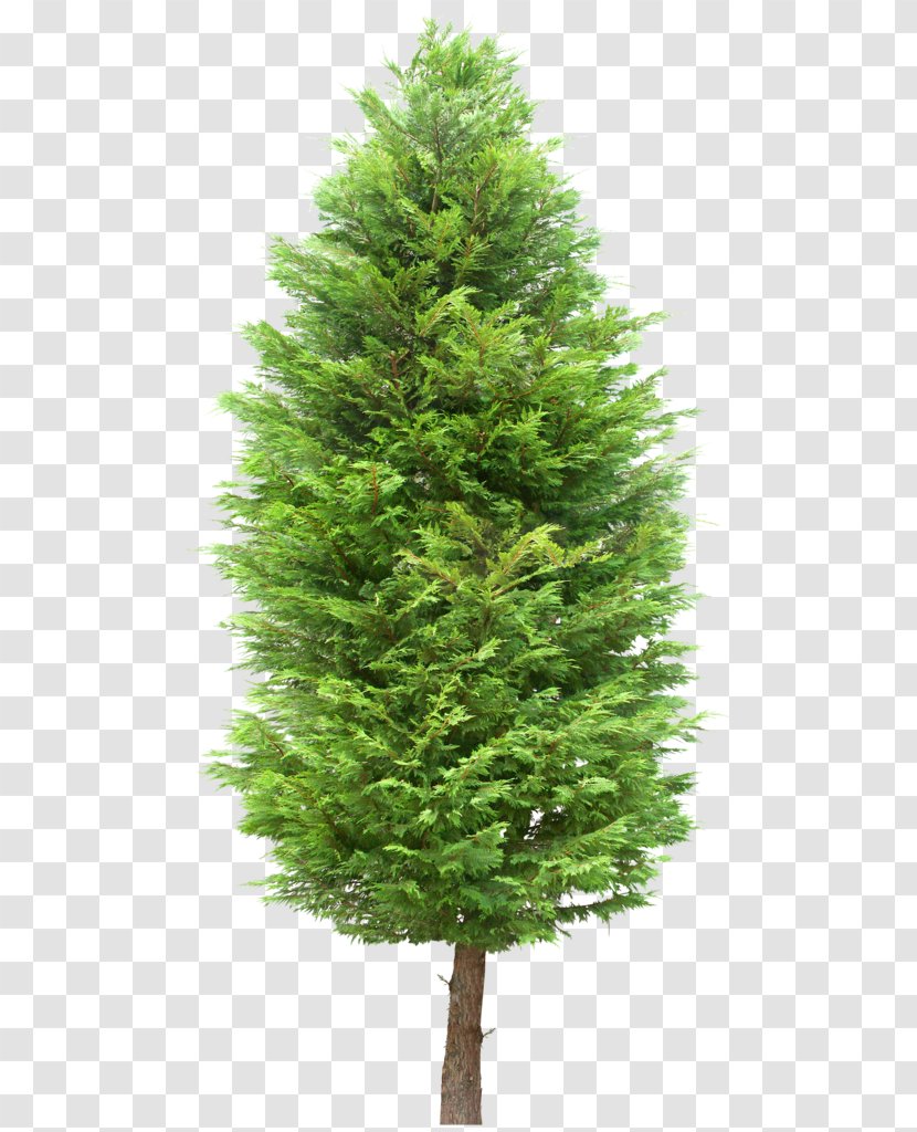 Tree Image Download Plants Computer Graphics - Conifers - Green Trees Transparent PNG