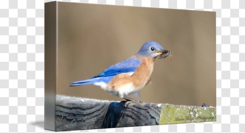 Finches Cobalt Blue Beak Feather - Songbird - Eastern Bluebird Transparent PNG