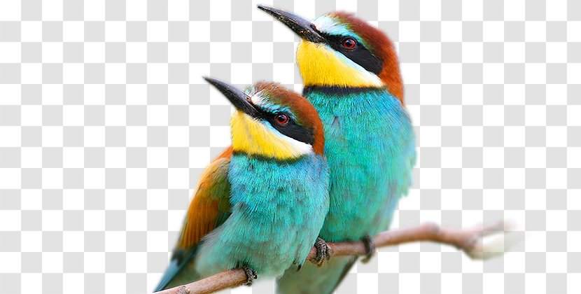 Bird European Bee-eater New World Warblers Photography - Typical Beeeaters - Love Birds Transparent PNG