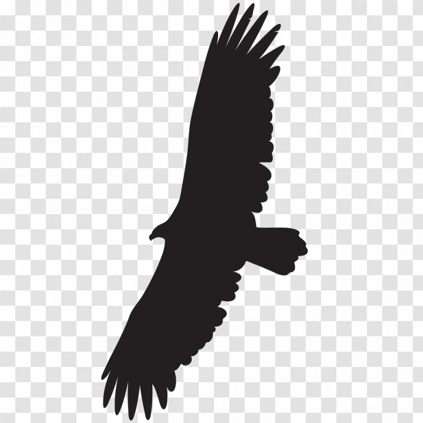 Cornell Lab Of Ornithology Turkey Vulture Bird Black Transparent PNG