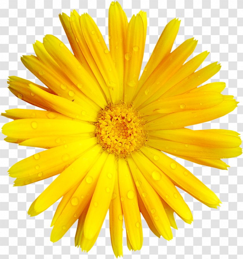 Flower Yellow Transvaal Daisy Clip Art - Gold Transparent PNG