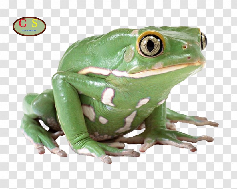 American Bullfrog Pig Frog Poison Dart - Amphibian Transparent PNG