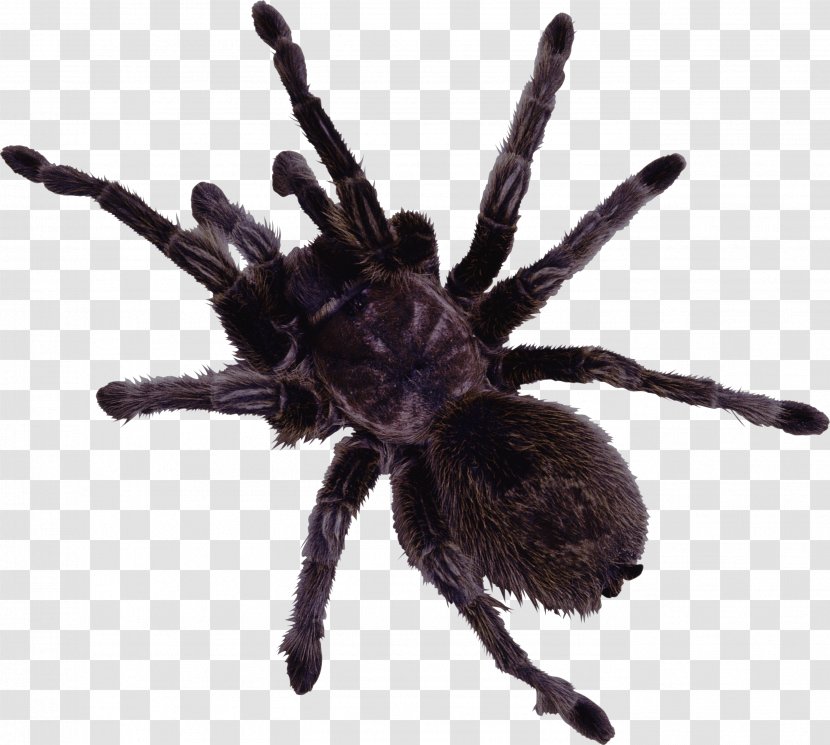 Spider Web Clip Art - Invertebrate - Black Transparent PNG