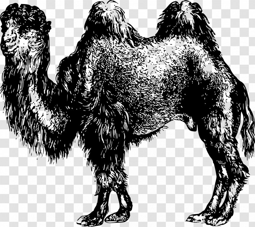 Dog Breed Dromedary Clip Art - Camel Like Mammal Transparent PNG