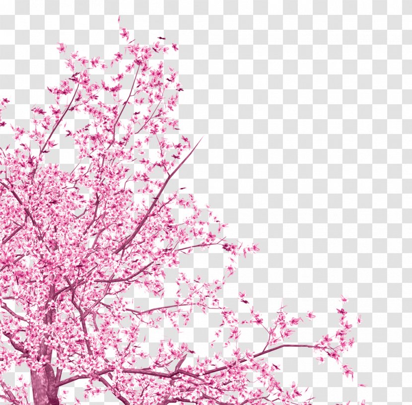National Cherry Blossom Festival Tree - Pattern - Pink Flowers Transparent PNG