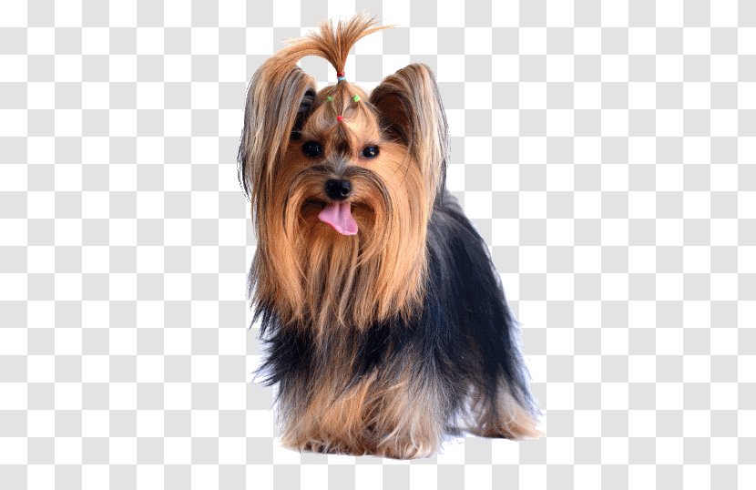 Yorkshire Terrier Australian Silky Morkie Puppy - Dog Like Mammal - Poodle Grooming Ideas Transparent PNG