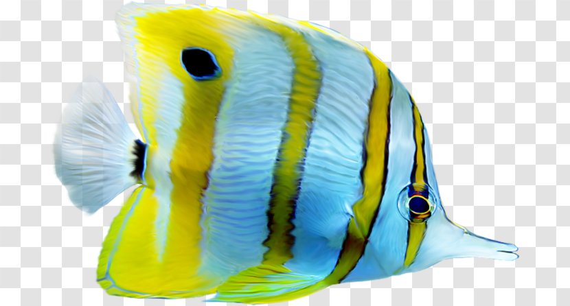 Fish Aquarium Clip Art Image - Organism - Beak Transparent PNG