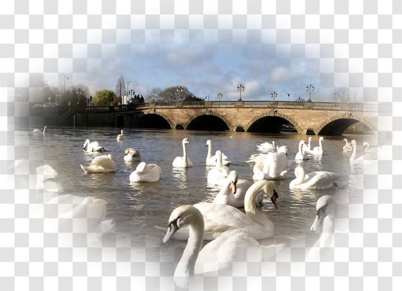 Duck Mute Swan Worcester Bird Desktop Wallpaper - River Transparent PNG