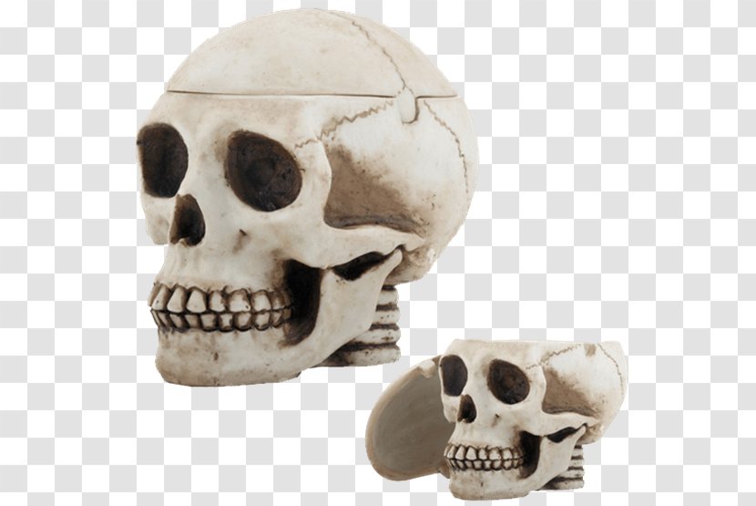 Skull Human Skeleton Ashtray Cranial Cavity - Head Transparent PNG
