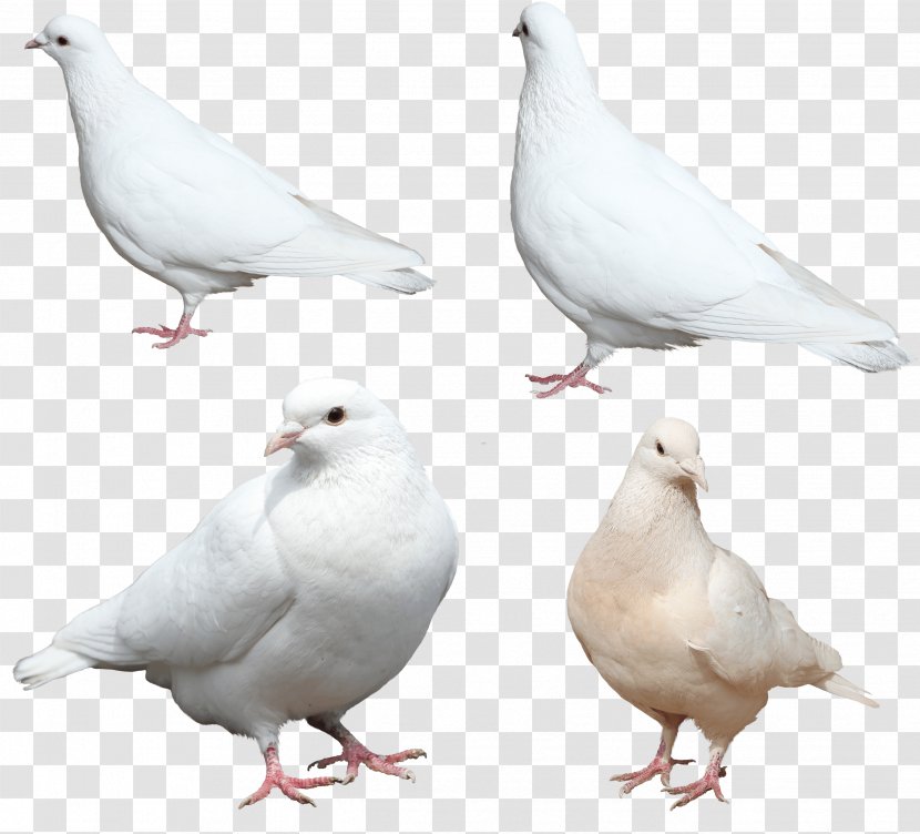 Chicken Stock Dove Columbidae Feather Wing - White Pigeons Image Transparent PNG