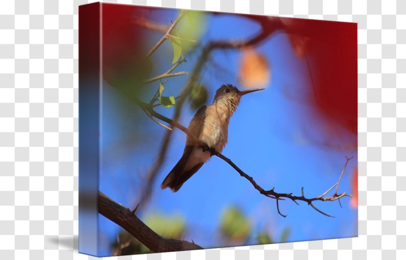 Hummingbird Stock Photography Fauna Beak - Tree - Decals Furniture Transparent PNG