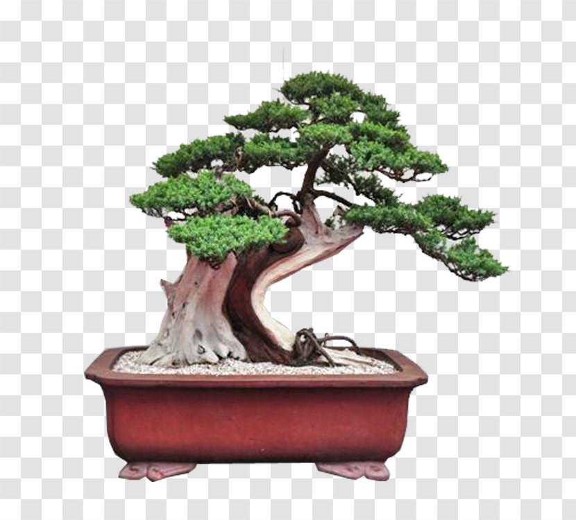 Chinese Sweet Plum Penjing Bonsai Tree Flowerpot - Elm - Cartoon Transparent PNG