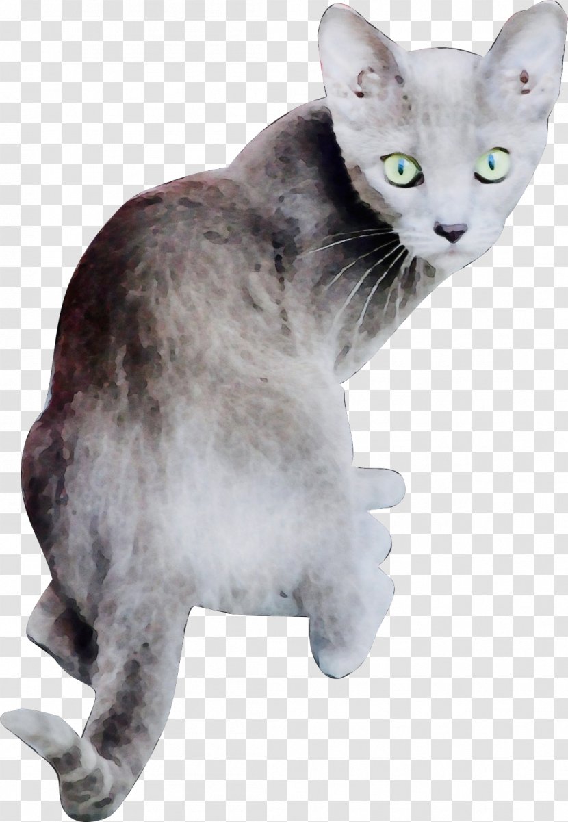 Cat Small To Medium-sized Cats Whiskers Oriental Shorthair Longhair - Watercolor - Rex Transparent PNG