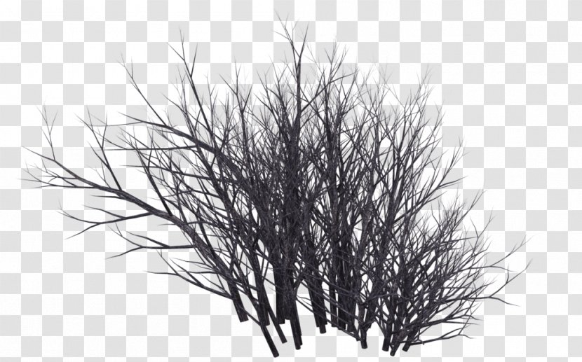 Shrub Black And White Clip Art - Drawing - Deserted Transparent PNG