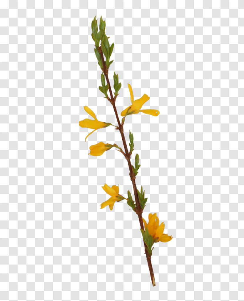 Plants Background - Plant - Tanacetum Balsamita Goldenrod Transparent PNG