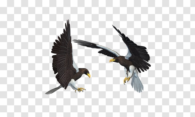 Bald Eagle African Fish - One Pair Of Wings Transparent PNG