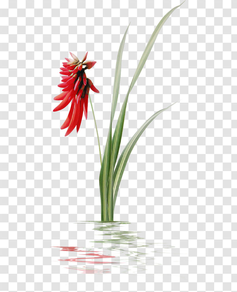 Flower Plant Red Gerbera Petal Transparent PNG