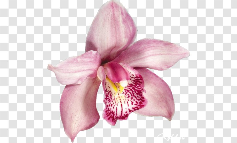 Orchids Clip Art - Web Browser - Beautiful Flowers Transparent PNG