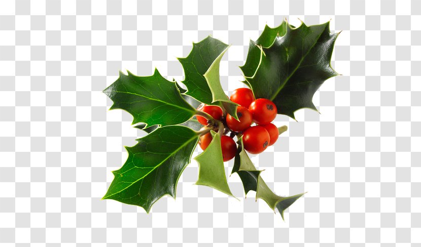 Common Holly Stock Photography Christmas Alamy - Aquifoliaceae Transparent PNG