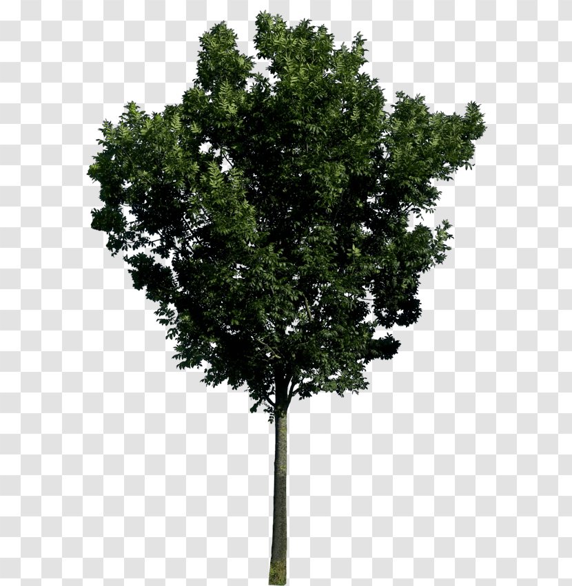 Tree - Plane Family - Image Download Picture Transparent PNG