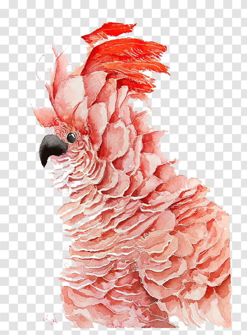 Bird Parrot Watercolor Painting Drawing - Cartoon - Red Transparent PNG