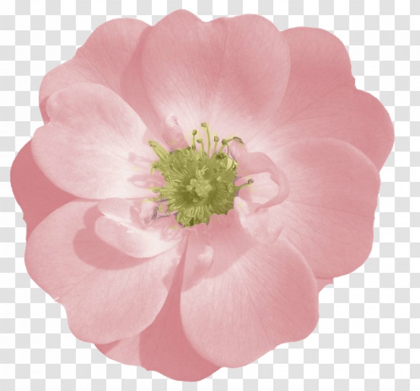 Rose Pink Flower Clip Art Transparent PNG