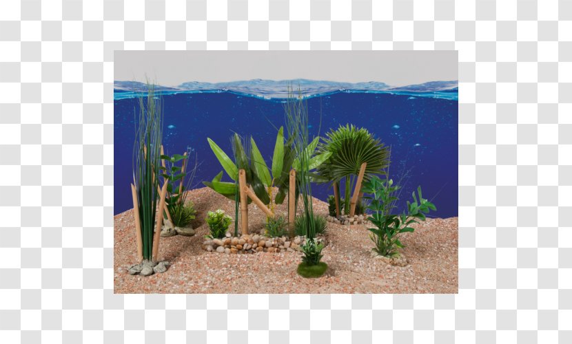 Majorelle Blue Garden Aquarium Vegetation Biome - Aquatic Plants - Plante Transparent PNG