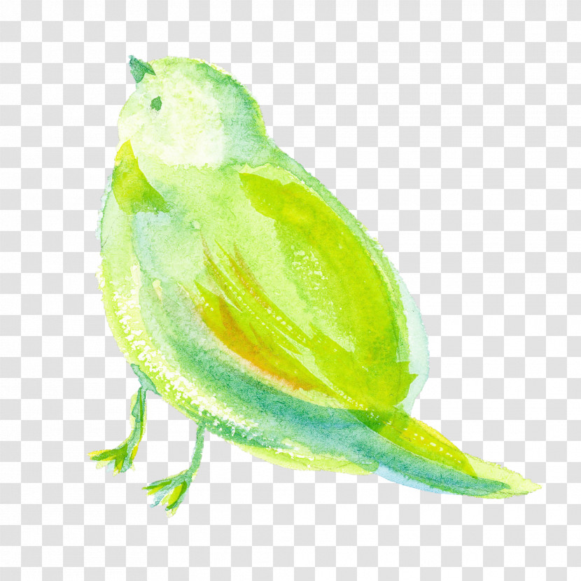Green Yellow Watercolor Paint Bird Parakeet Transparent PNG