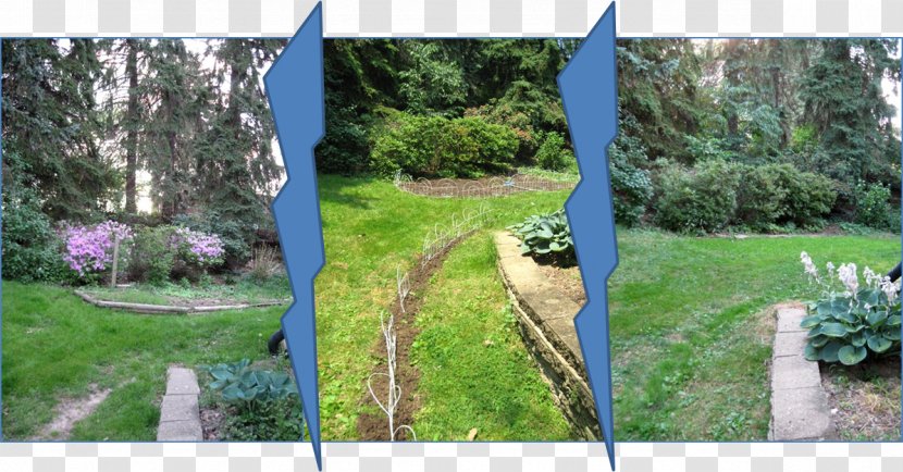 Backyard Property Grasses Fence Tree - Landscaping Transparent PNG