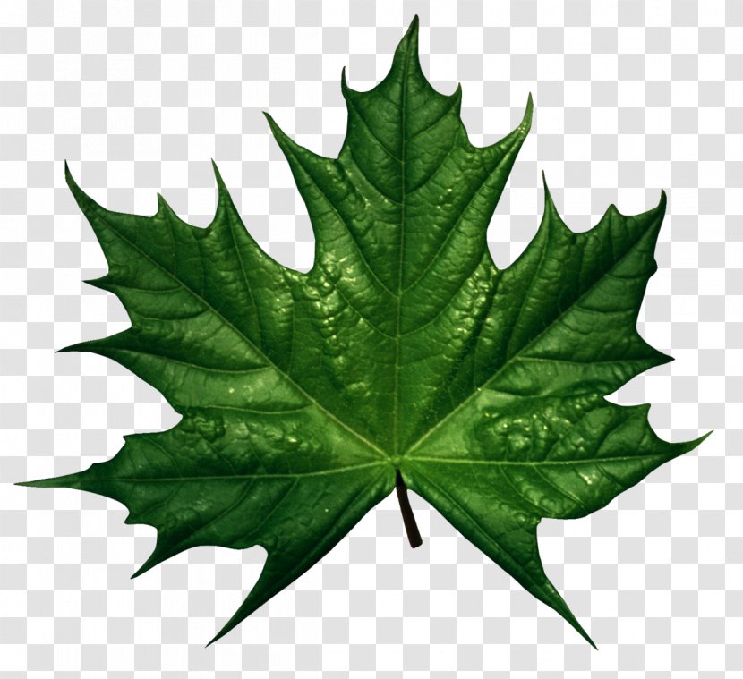 Canada Sugar Maple Leaf Green Clip Art - Tree - Leaves Transparent PNG