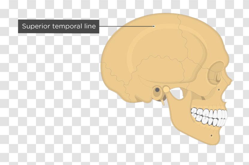 Skull Temporal Line Parietal Bone Anatomy - Frontal Transparent PNG