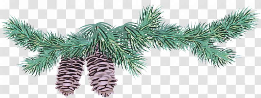 White Pine Yellow Fir Tree Oregon Pine Colorado Spruce Transparent PNG