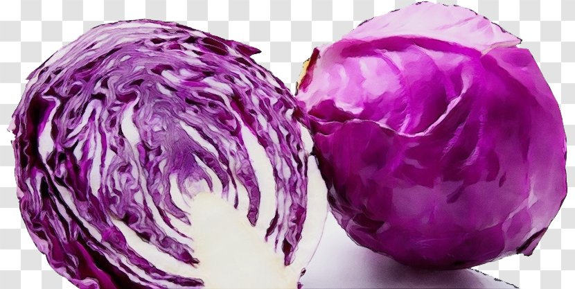 Red Cabbage Vegetable Purple Violet - Watercolor - Leaf Plant Transparent PNG