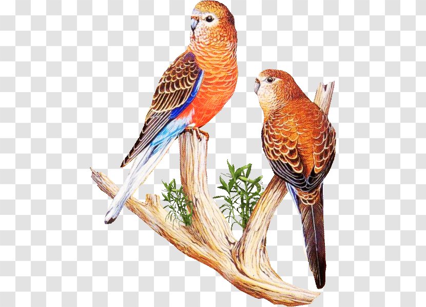 Bird Parrot Parakeet Macaw - Bokm%c3%a4rke Transparent PNG