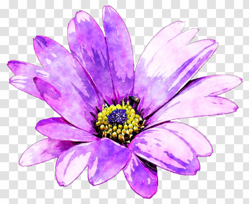 Purple Flower Watercolor Painting - Daisy Family - Daisies Transparent PNG