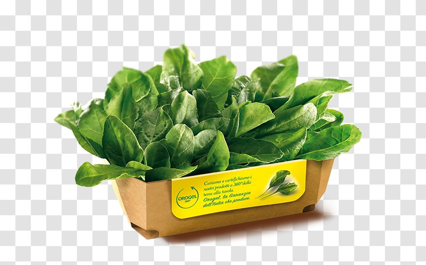 Romaine Lettuce Maregel Vegetarian Cuisine Spinach Affogato - Superfood - Frozen Non Veg Transparent PNG