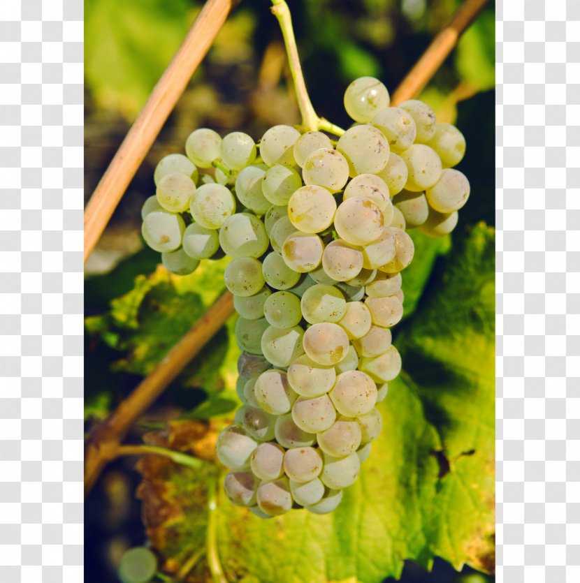 Sultana Savagnin Petite Arvine Canton Of Valais Wine Transparent PNG