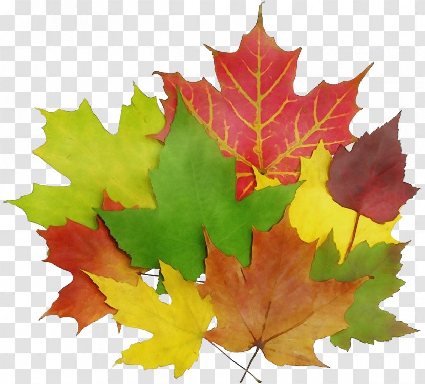 Maple Leaf - Watercolor - Deciduous Transparent PNG