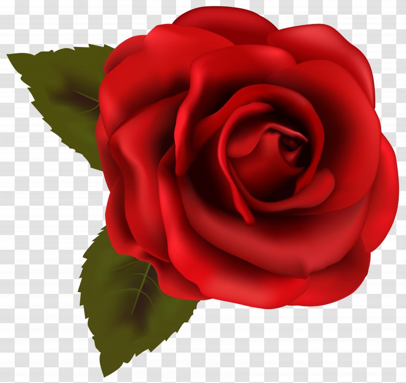 Rose Red Clip Art - Plant - Beautiful Transparent Image Transparent PNG