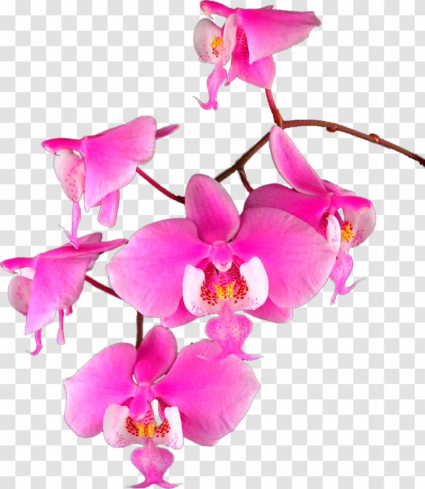 Moth Orchids Cattleya Raster Graphics Clip Art - Flower - Magnolia Transparent PNG