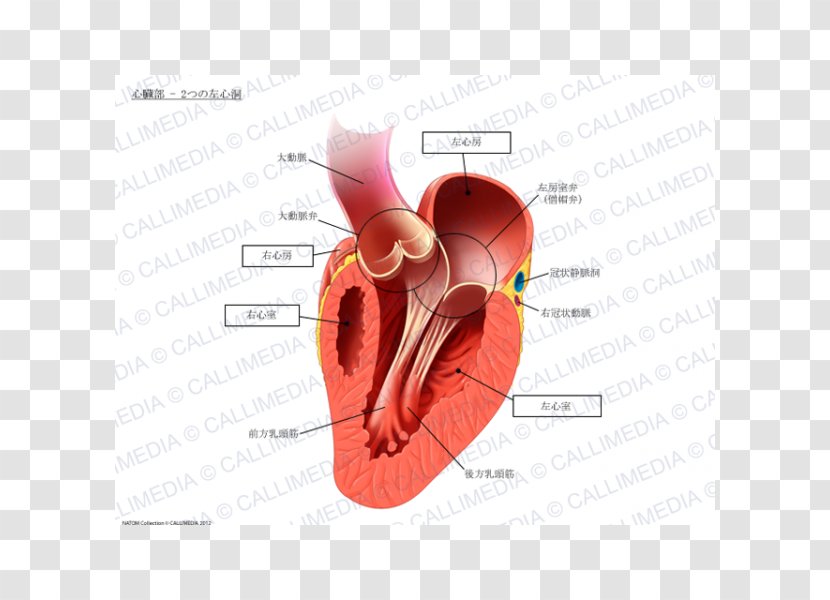 Heart Papillary Muscle Anatomy Circulatory System - Silhouette Transparent PNG
