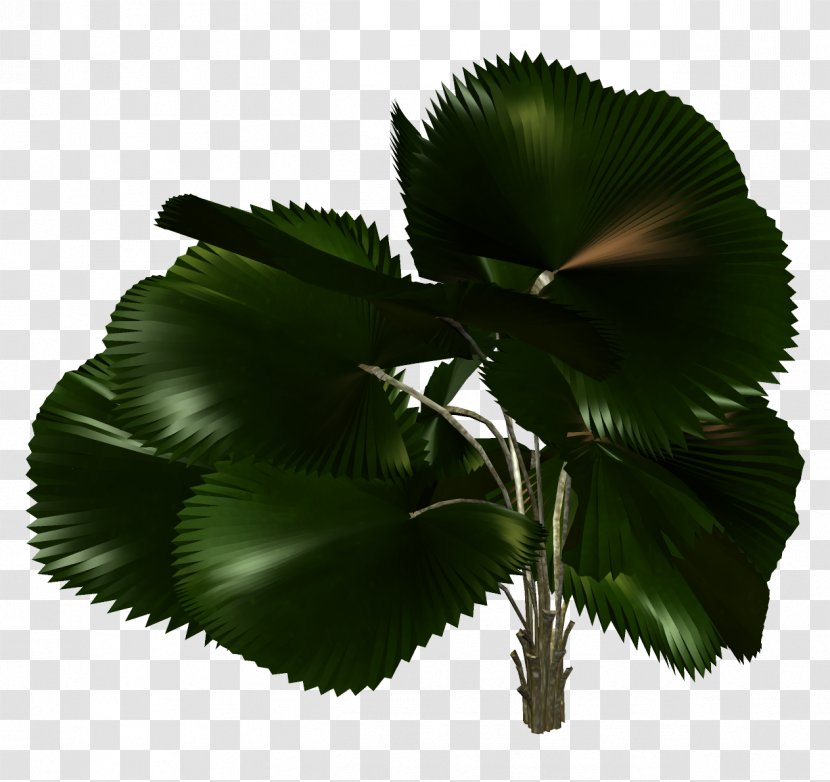 Palm Trees Leaf Plants Transparent PNG