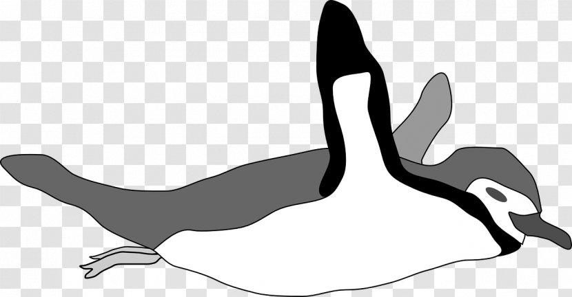 Emperor Penguin Bird Swimming Clip Art - Ducks Geese And Swans Transparent PNG