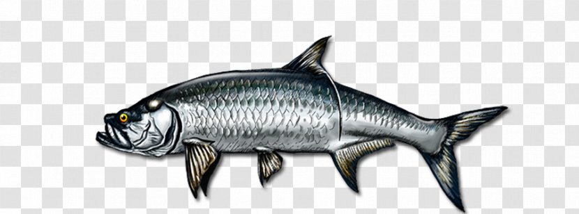 Marine Mammal Animal Fish - Organism - Figure Transparent PNG