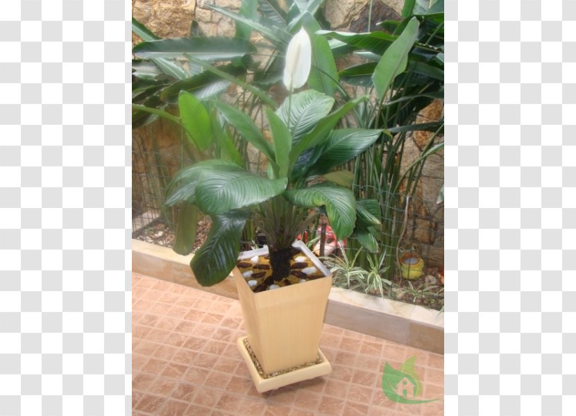 Spathiphyllum Wallisii Flowerpot Cultivar Lilium Plant - Vase Transparent PNG